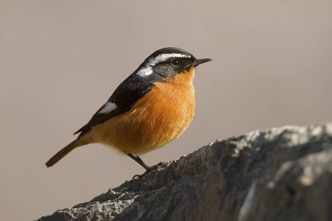 Moussier's Redstart (Phoenicurus moussieri) male, Morocco