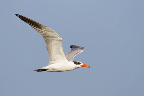 Caspian Tern (Hydroprogne caspia) flying, Oman