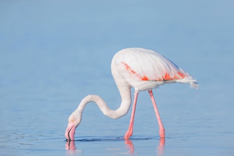 Rosaflamingo, Phoenicopterus roseus Greater Flamingo, Phoenicopterus roseus