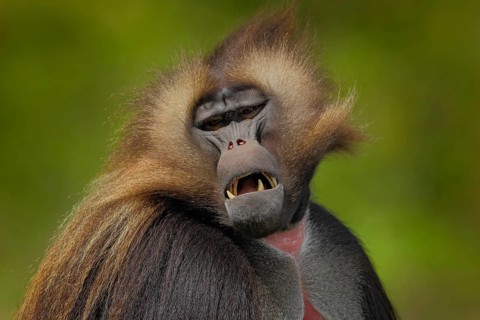 Detail portrait of monkey. Portrait of Gelada Baboon with open muzzle with tooths. Portrait of