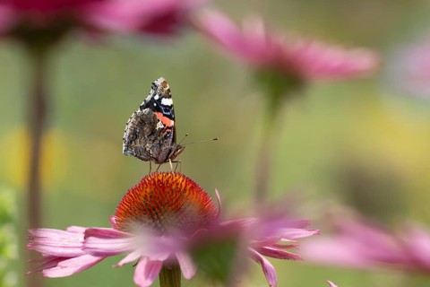 Red admiral (Vanessa atalanta) butterfly adult feeding on a garden Coneflower (Echinacea purpurea)
