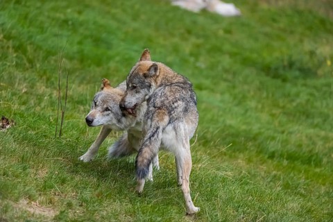 Two adult male eurasian gray wolves (Canis lupus lupus) grooming each other