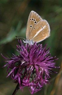 Damon blue, large esparset blue, polyommatus damon, striped blue, white dagger blue, butterfly,