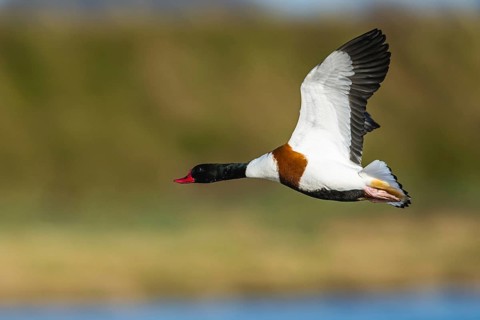 Common Shelduck, Tadorna tadorna, bird in flight over winter marshes