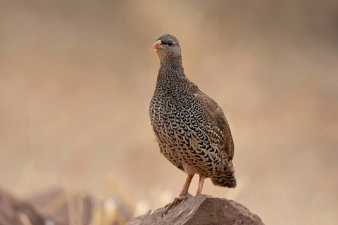 Natal Spurfowl (Pternistis natalensis) perched on a rock, South Africa