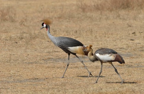 Black Crowned Cranes (Balearica pavonina) in the Ngorongoro Crater, Ngorongoro Conservation Area,