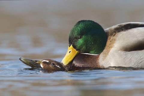 Mallard (Anas platyrhynchos), Berlin, Germany