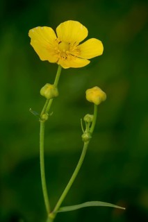 Large buttercup, buttercup family, ranunculaceae, ranunculus lingua, tongue buttercup, flora, high