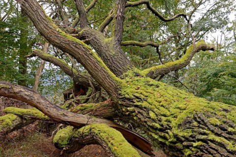 Oak (Quercus), deadwood covered in moss, Kellerwald-Edersee National Park, Hesse, Germany