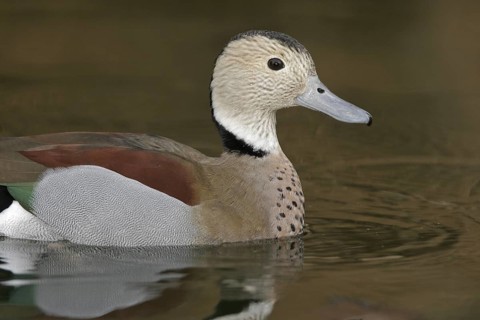 Ringed Teal (Callonetta leucophrys), Arizona, USA