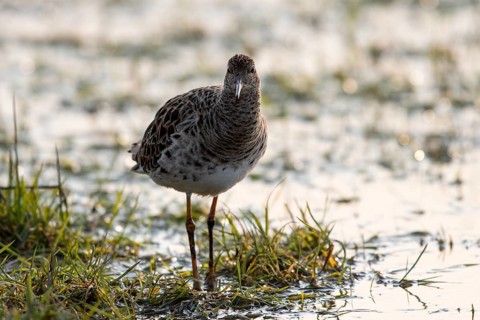 Ruff (Philomachus pugnax), backlit, Ochsenmoor, Dümmer, Lemförde, Lower Saxony, Germany