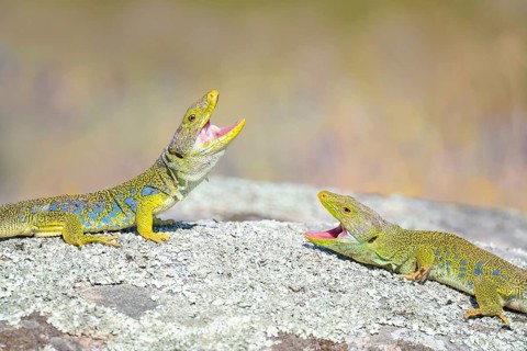 Ocellated Lizard (Timon lepidus) two aggressive adult with open mouth on a rock, Spain