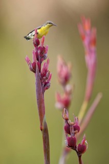 Purple Sunbird, (Cinnyris asiaticus), Nectarinia asiatica, female, biotope, habitat, animals,