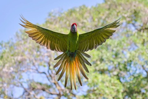 Great green macaw in flight (Ara ambiguus) Costa Rica