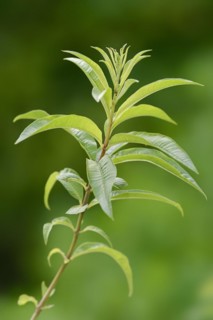 Lemon verbena or lemon bush (Aloysia citrodora, Aloysia triphylla), twig with leaves, native to