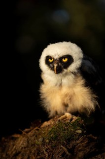 Spectacled Owl (Pulsatrix perspicillata) captive, juvenile, Germany
