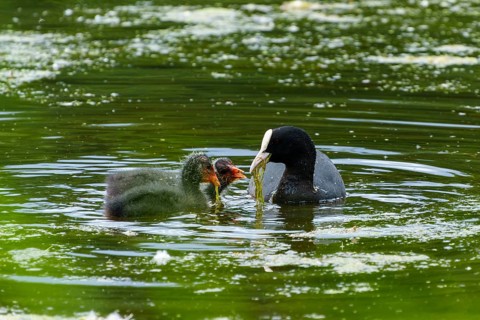A coot feeding its chick on green water, coot, (Fulicia atra), wildlife, Germany