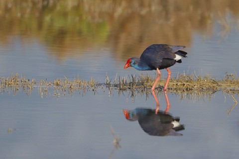Western Swamphen (Porphyrio porphyrio) foraging, Spain