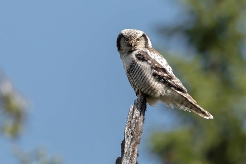 Northern Hawk-Owl (Surnia ulula), Dalarna, Sweden