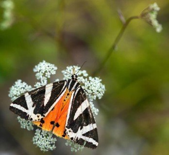 Callimorpha quadripunctaria, Euplagia quadripunctaria, jersey tiger, Panaxia quadripunctaria,