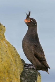 Crested Auklet (Aethia cristatella), Alaska, USA