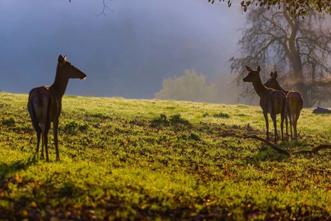Three red deer hind (Cervus elaphus) stand on a meadow on hilly ground. A forest in fall foliage in