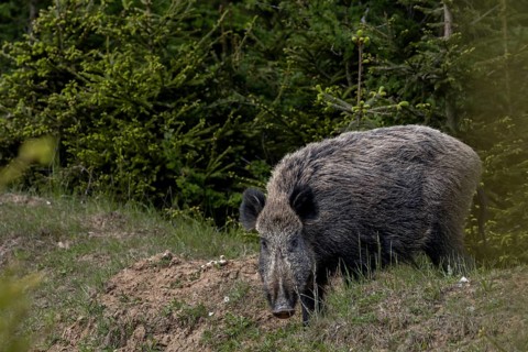 In the late afternoon, a wild boar boar (Sus scrofa) appears at the edge of a wallow, discovers me
