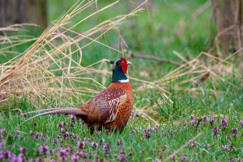 Common Pheasant (Phasianus colchicus) male, Hungary
