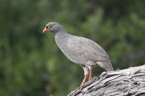 Red-billed Spurfowl (Pternistis adspersus), Western Cape, South Africa