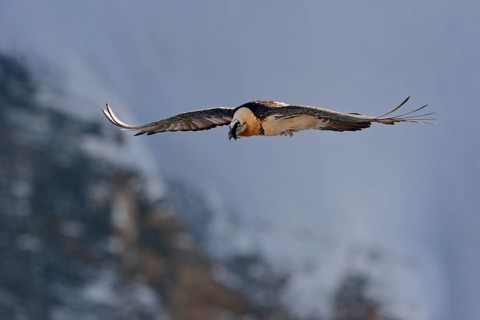 Bearded Vulture (Gypaetus barbatus) flying, Valais, Switzerland
