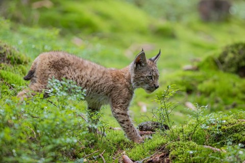 One young (10 weeks old) male Eurasian lynx, (Lynx lynx), walking through the wet undergrowth of a