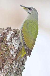 Grey-headed Woodpecker (Picus canus), a male perched on the trunk of a grey birch (Betula