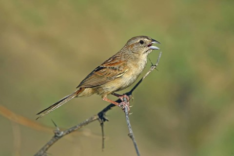 Botteri's Sparrow Aimophila botterii Santa Rita Mountains, Pima County, Arizona, United States 29