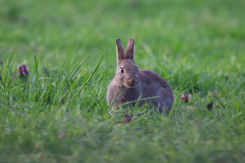 Rabbit (Oryctolagus cuniculus) wild juvenile baby animal in grassland in the summer, England,