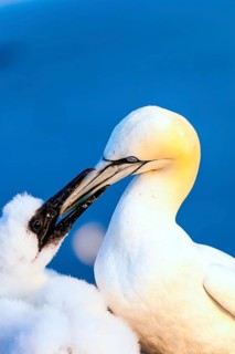 Gannet feeding its young, (Morus bassanus), Helgoland Island, Schleswig-Holstein