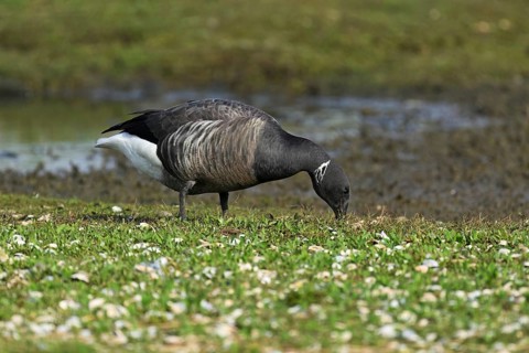 Brent goose (Branta bernicla), foraging, West Frisian Islands, province of North Holland,