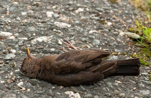 Blackbird, dead find, turdus merula, birds, female, passeri, songbirds, songbirds, road death,