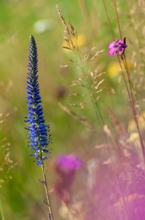 Blue willow, brownroot, pseudolysimachion spicatum, scrophulariaceae, spiked speedwell, flora, high