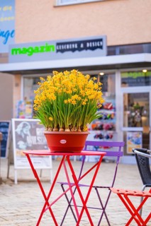 Yellow flowers in a flower pot on a table in front of a modern shop, Nagold, Black Forest, Germany