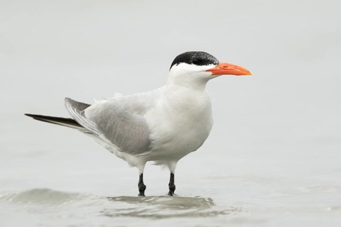 Caspian Tern (Hydroprogne caspia), Gambia