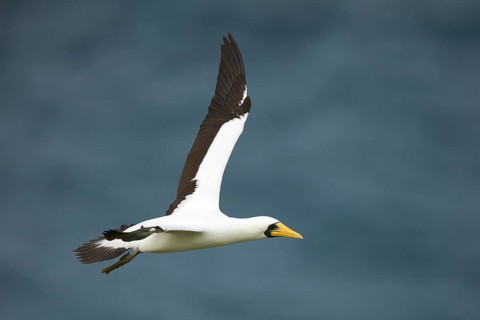 Masked Booby (Sula dactylatra tasmani) flying, Norfolk Island
