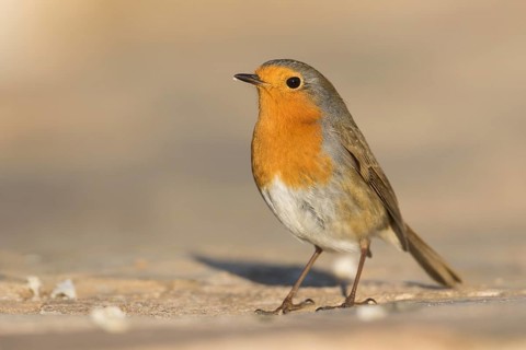 European Robin - Rotkehlchen - Erithacus rubecula ssp. rubecula, Spain