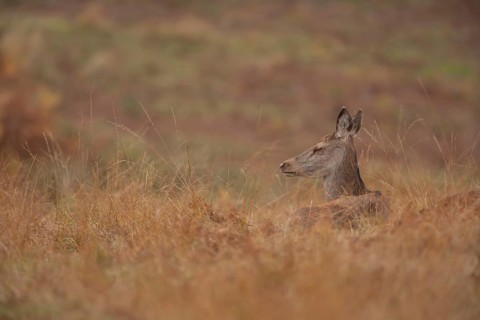 Red deer (Cervus elaphus) adult female hind animal sleeping in grassland in autumn, England, United