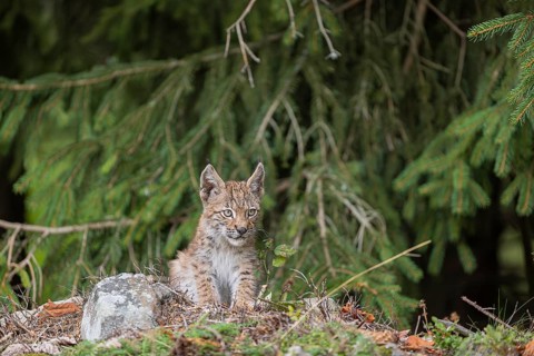 One young (10 weeks old) male Eurasian lynx, (Lynx lynx), sitting at a forest edge