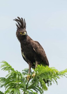 Long-crested Eagle (Lophaetus occipitalis), Uganda
