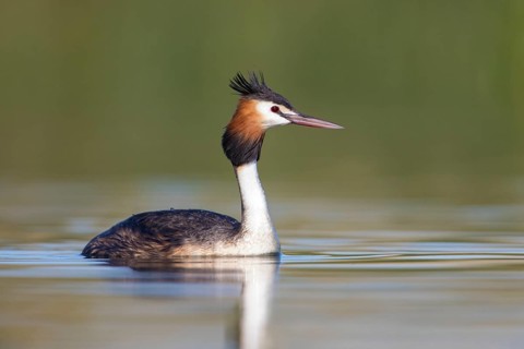 Australasian Crested Grebe (Podiceps cristatus australis), Victoria, Australia