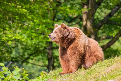 An adult female brown bear (Ursus arctos arctos) sits on a green meadow