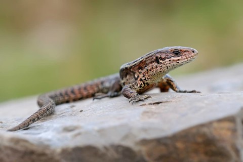 Viviparous Lizard (Zootoca vivipara) adult on a rock, North Rhine-Westphalia, Germany
