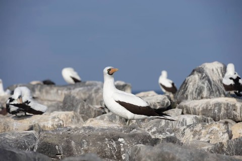A striking image of Nazca boobies perched atop the rugged rocks on the Galapagos Islands,