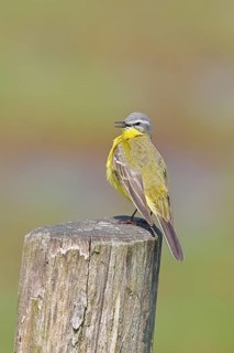 Yellow wagtail (Motacilla flava), on a pasture fence post, Dümmer, Lake Dümmer, Ochsenmoor, Hüde,